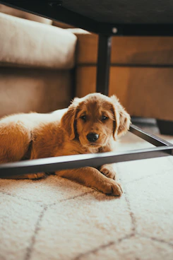 golden retriever lying on floor