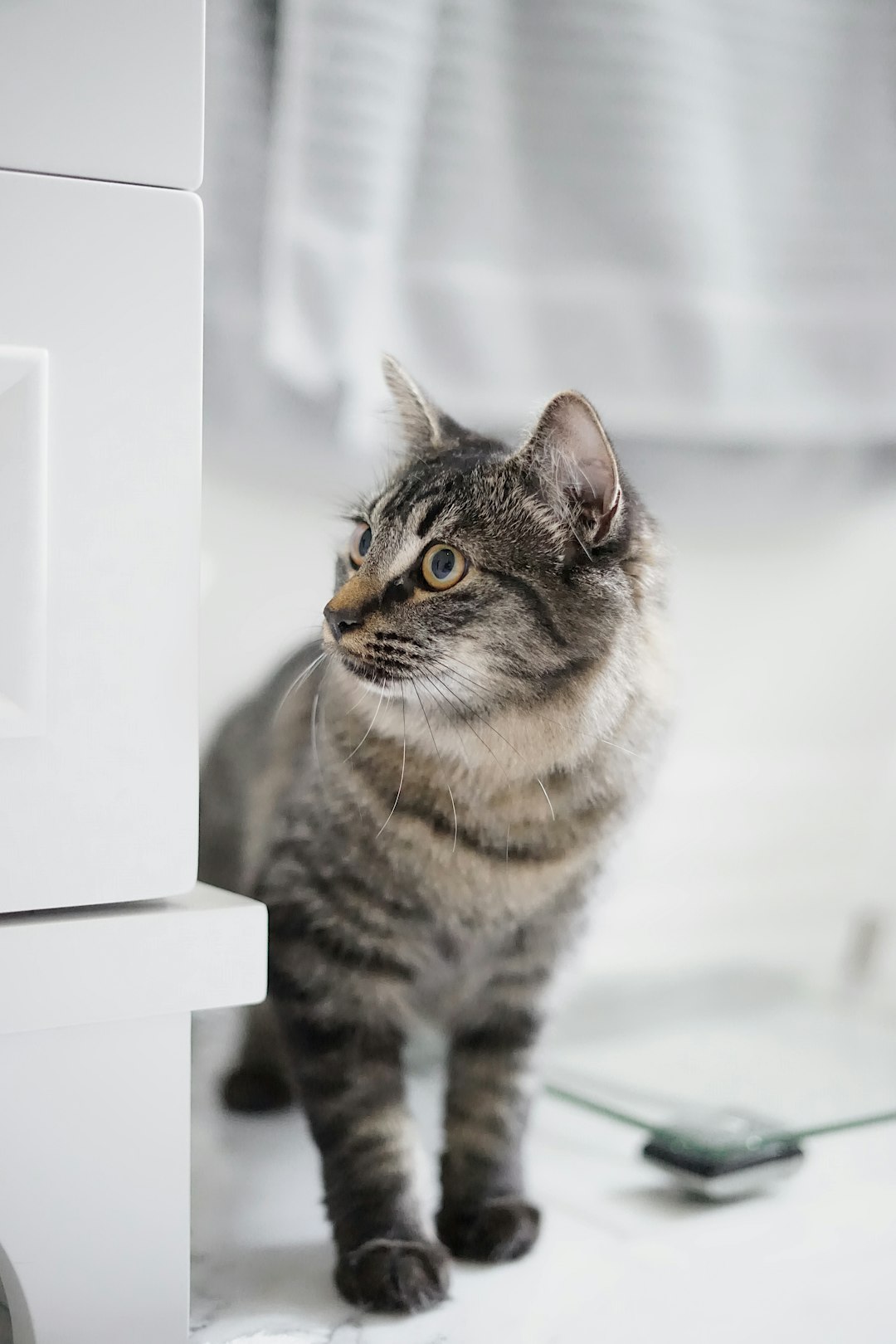 brown tabby cat on white table