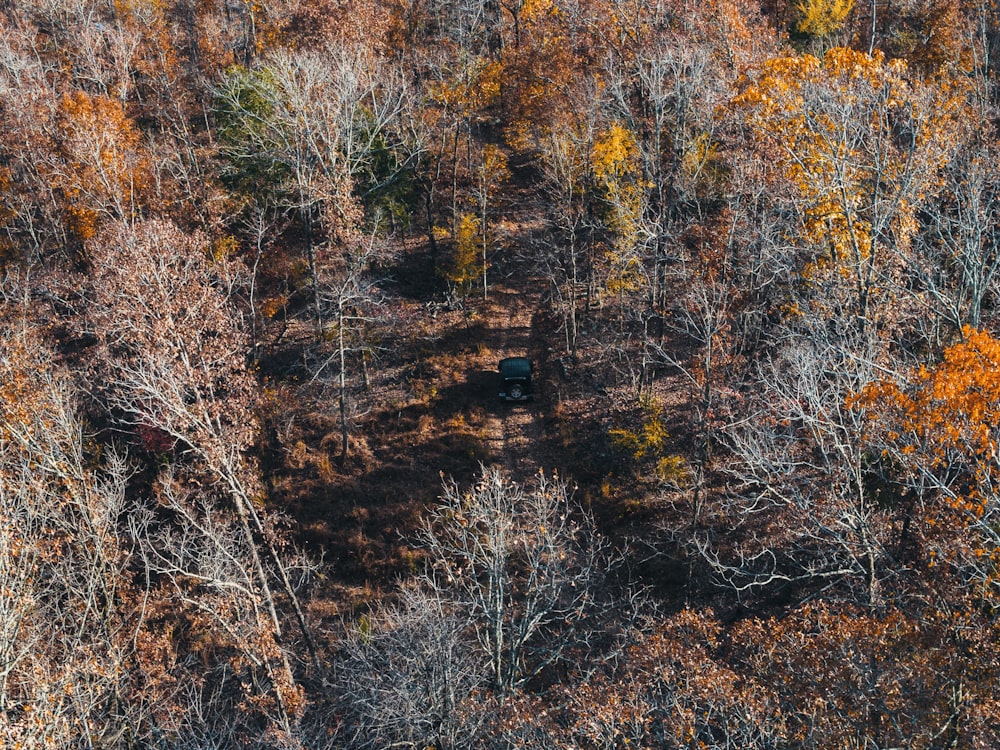 brown trees on brown field during daytime