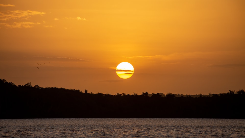 silhouette of trees during sunset