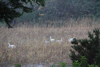 A group of elegant swans gracefully swimming near a lush, green waterfowl habitat.
