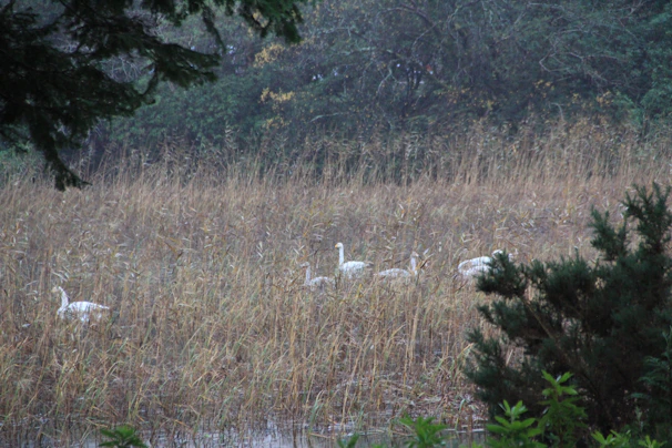 A group of elegant swans gracefully swimming near a lush, green waterfowl habitat.