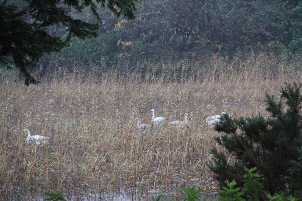 white bird on brown grass field during daytime