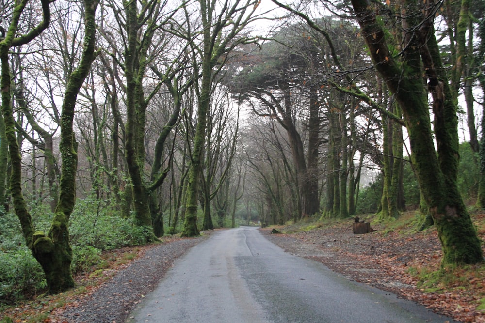 gray asphalt road between bare trees
