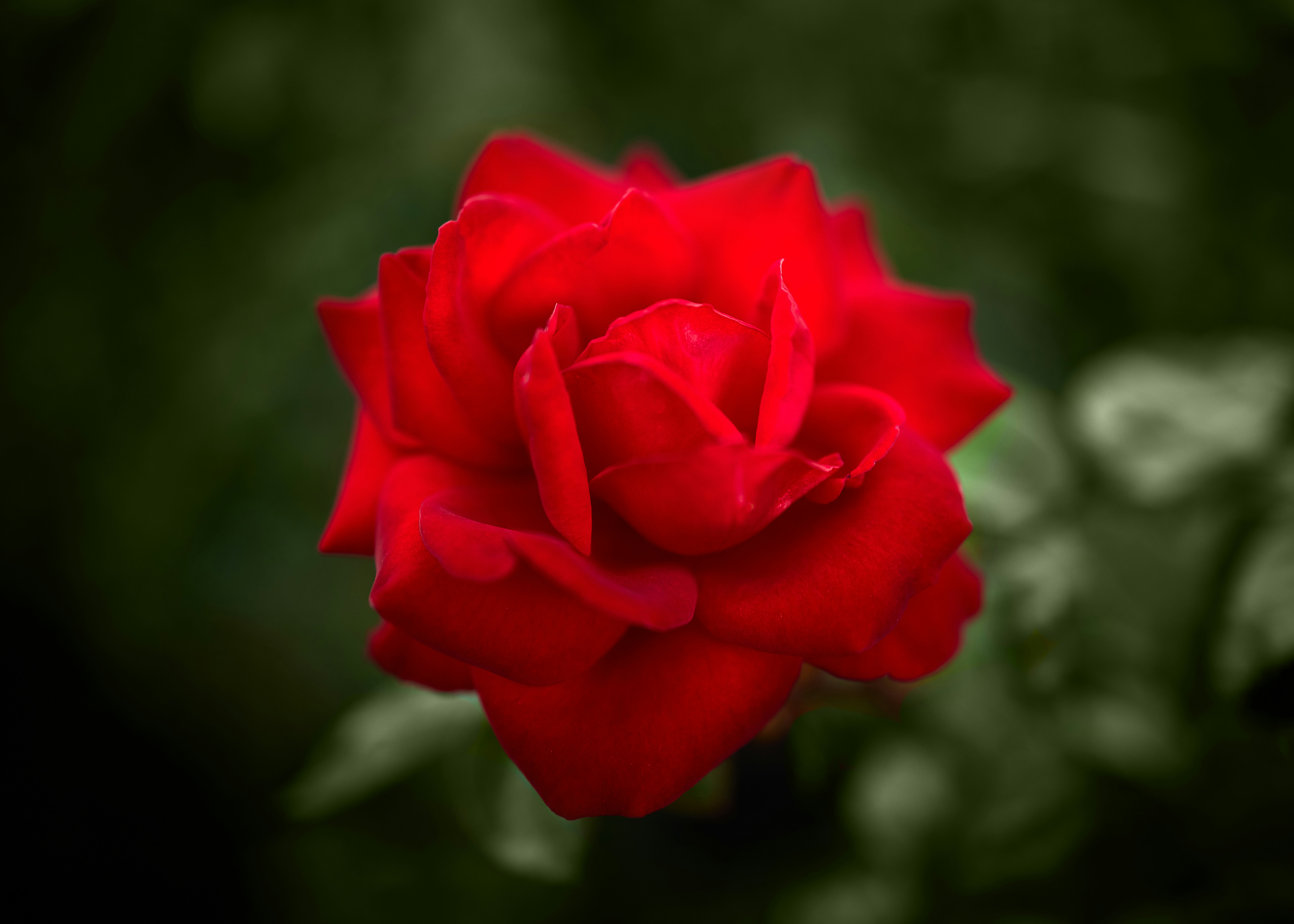 red rose in bloom during daytime