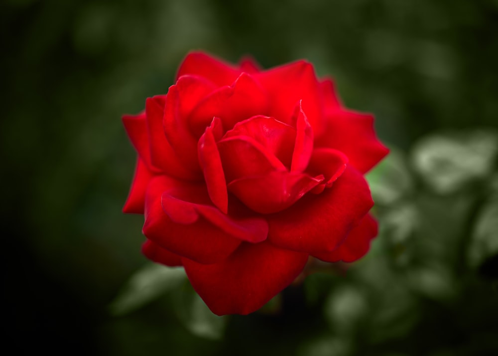 red rose in bloom during daytime