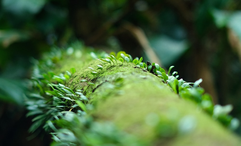 green moss in tilt shift lens
