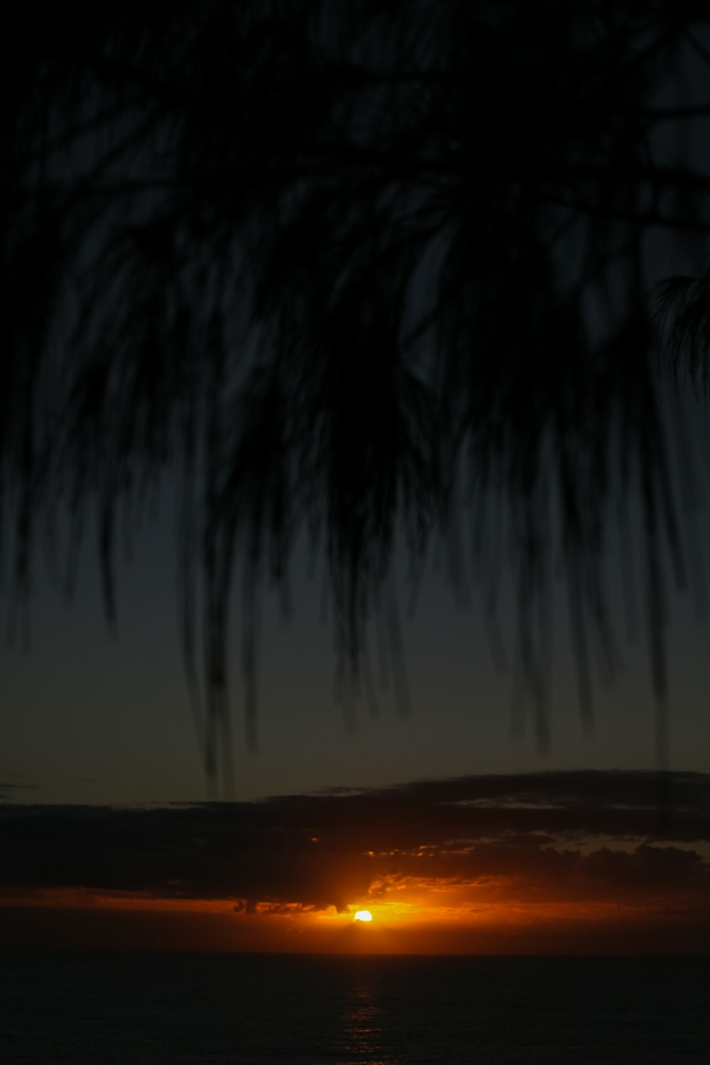 silhouette of palm trees during sunset