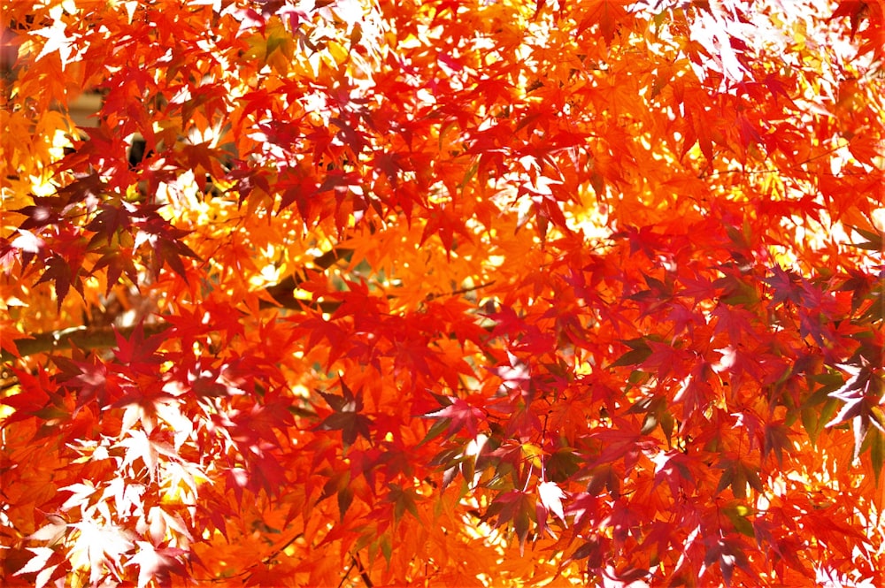 red and yellow maple leaves