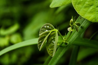 A serene image of fresh green leaves with morning dew, symbolizing natural vitality.