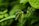 A serene image of green moringa leaves against a soft background.