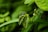 A serene image of green moringa leaves against a soft background.