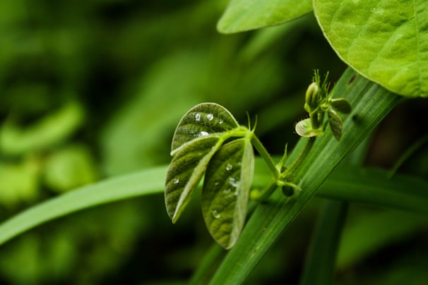 A serene image of fresh green leaves with morning dew, symbolizing natural vitality.