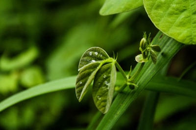 Fresh green leaves with dewdrops, accompanied by small budding plants, fill the image. A soft focus background adds to the serenity.