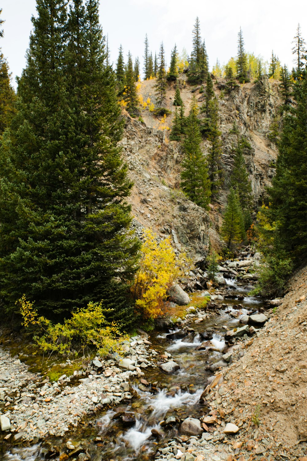 green trees near river during daytime