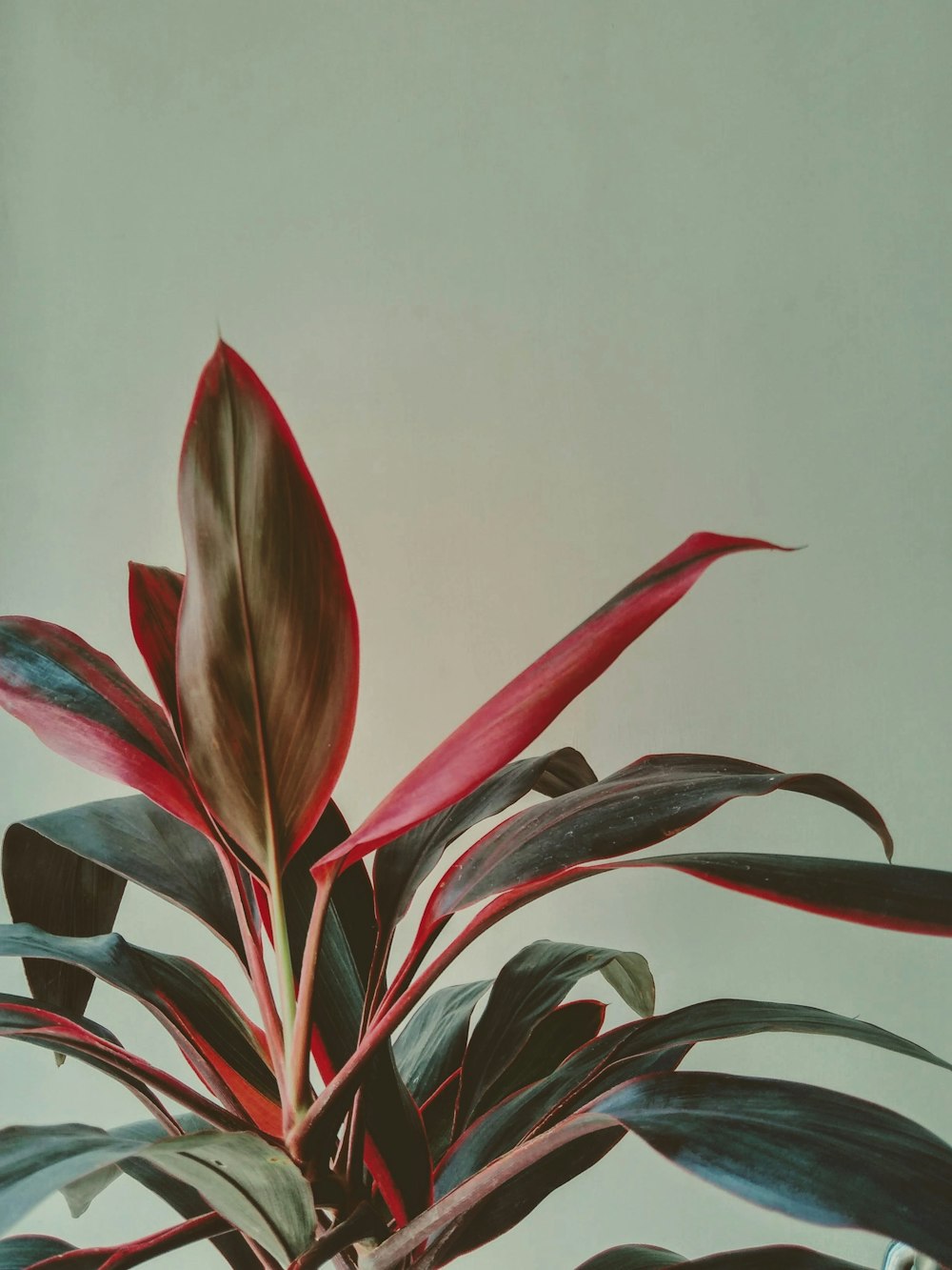 Red and green plant on a plain background