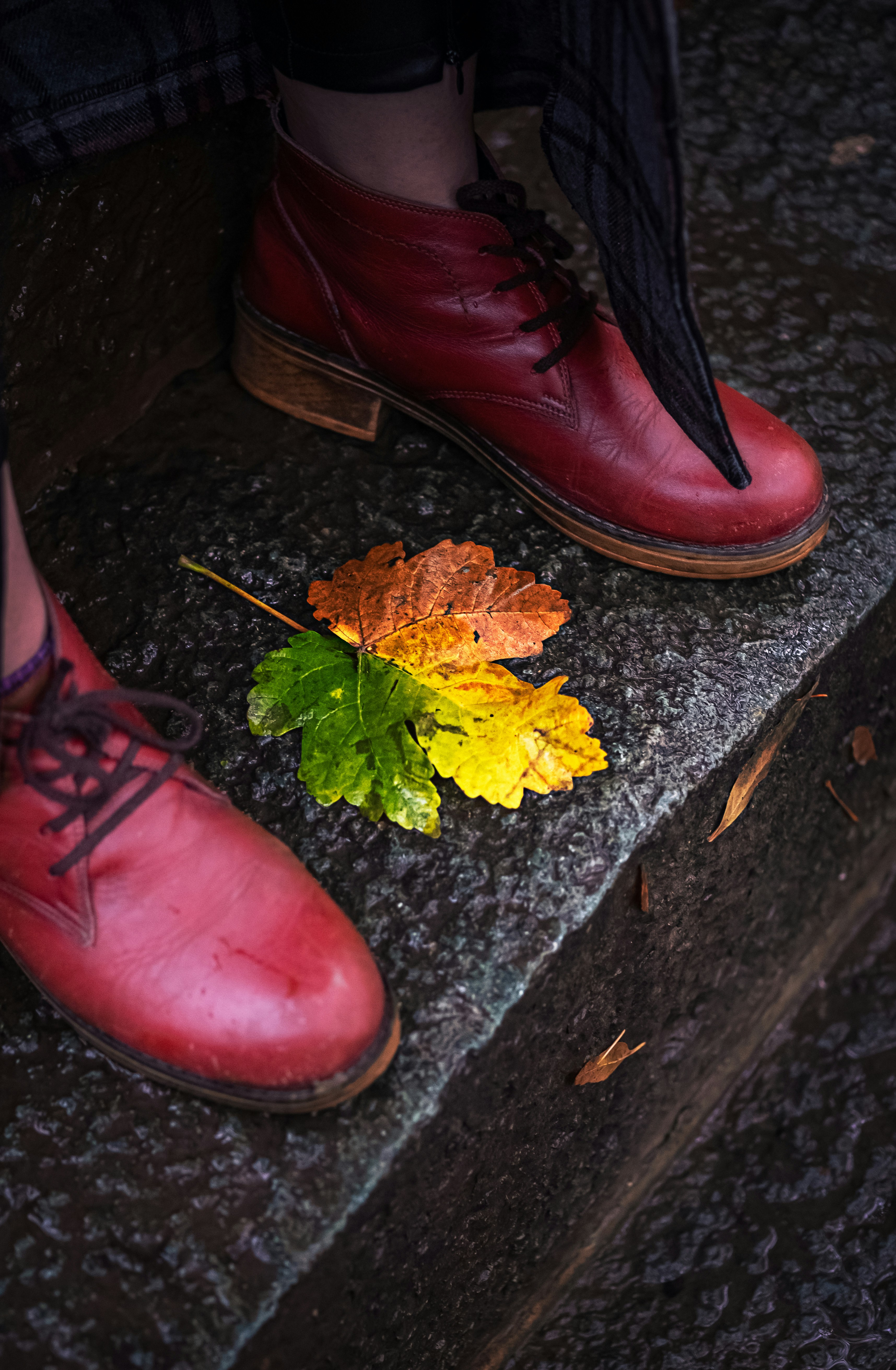 Choose from a curated selection of leaf backgrounds. Always free on Unsplash.