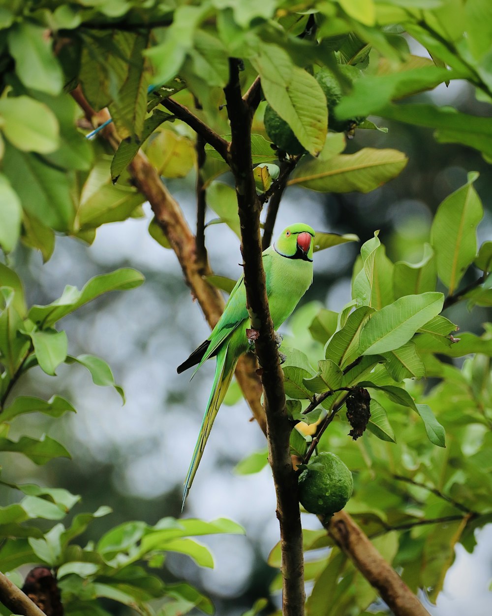 pájaro verde y amarillo en la rama marrón del árbol durante el día