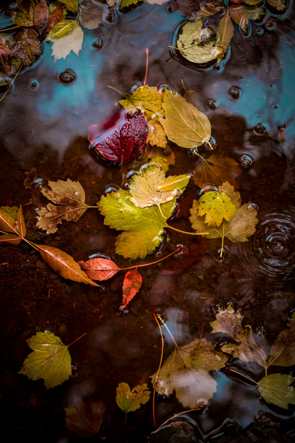 yellow and red leaves on water