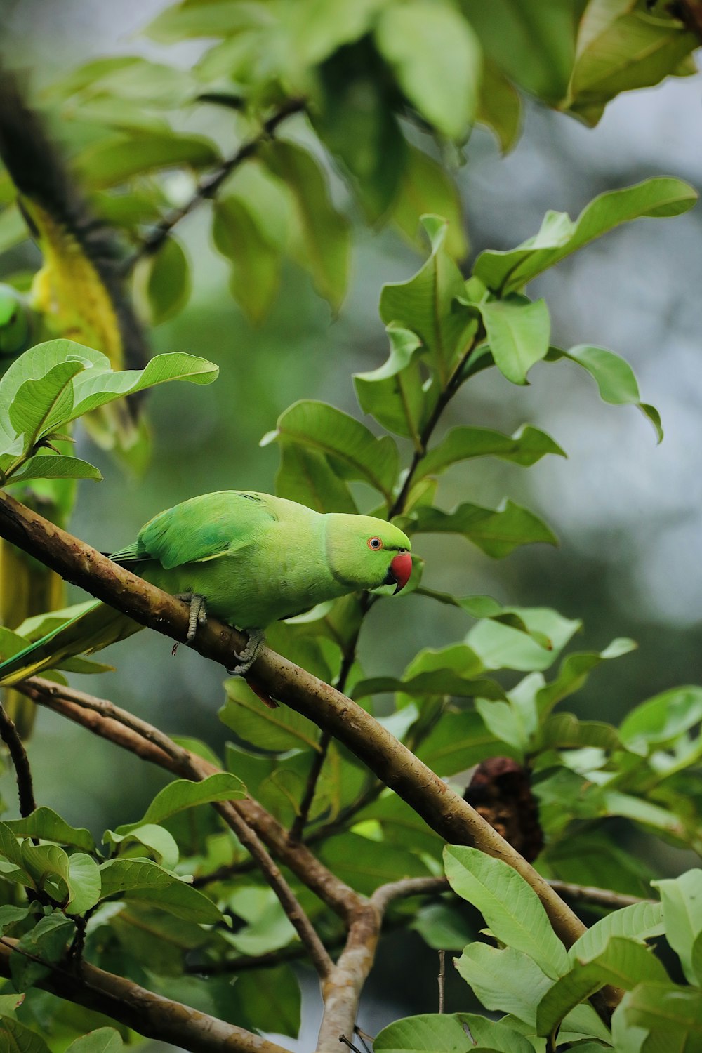 green bird on brown tree branch