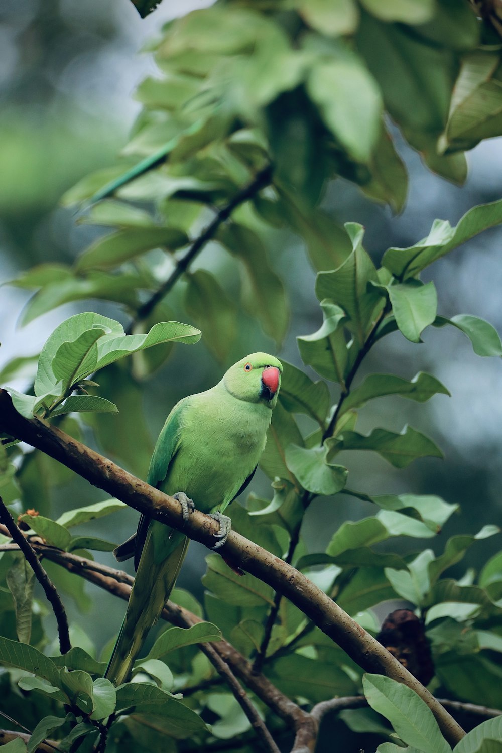 green bird on brown tree branch