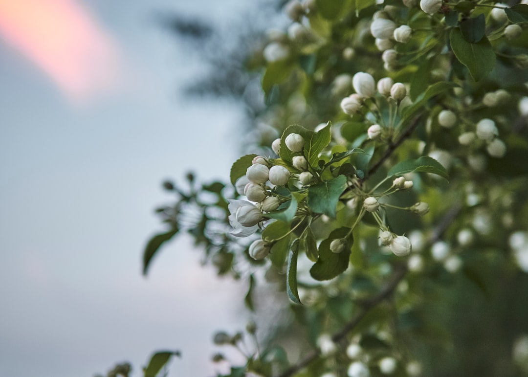 green leaves under white sky during daytime