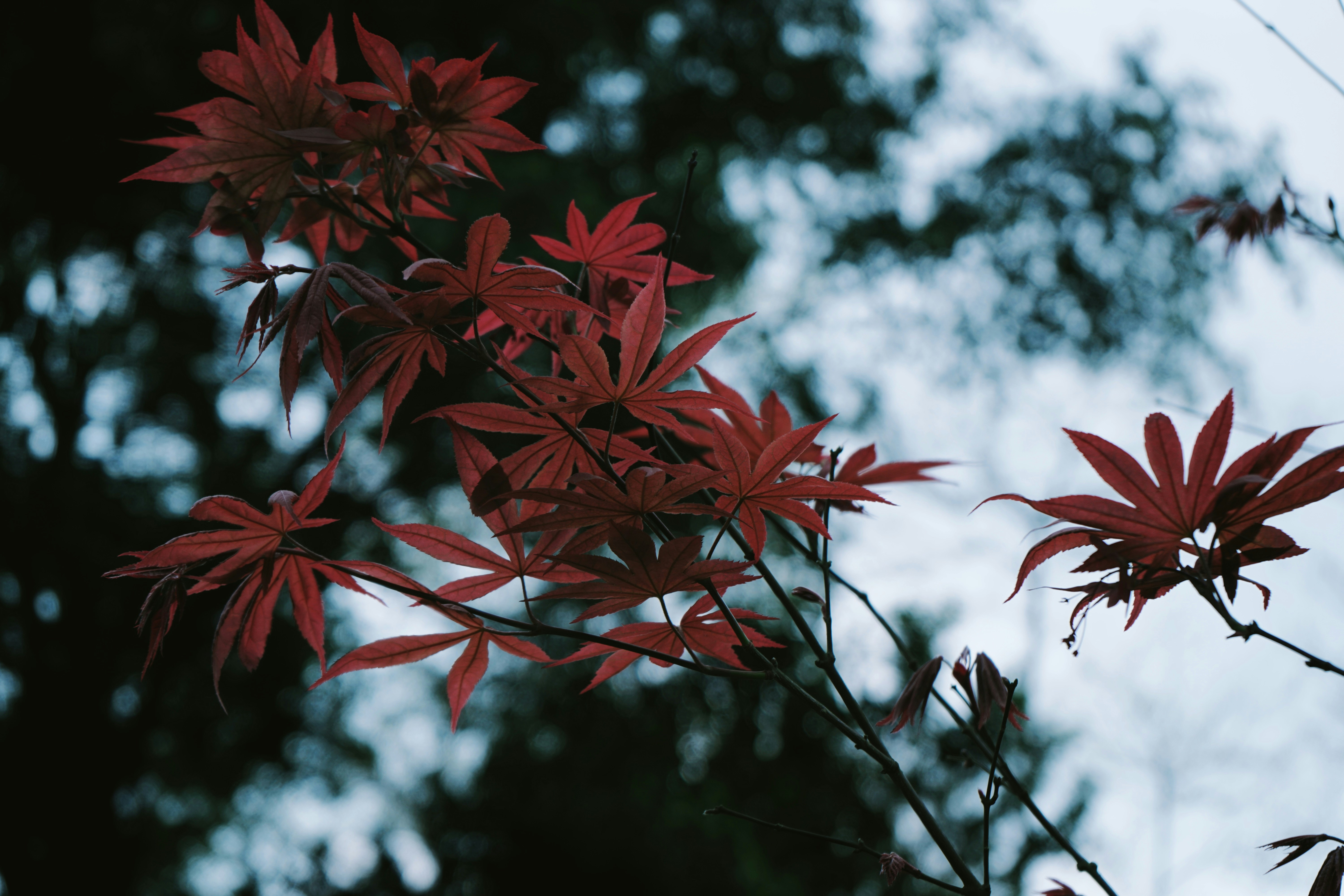 Photo by loegunntunghok