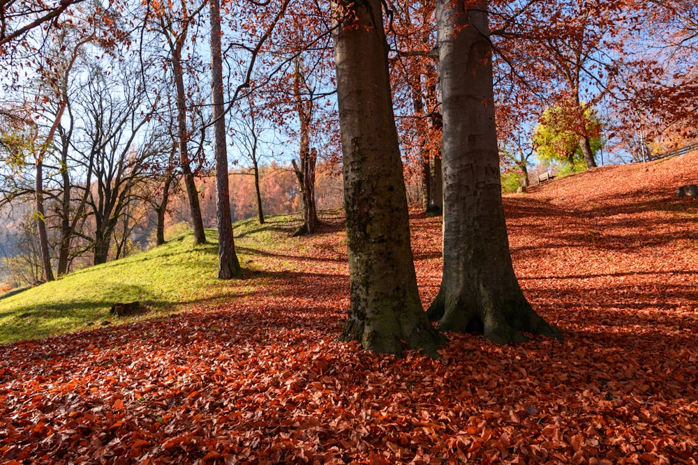 brown trees on green grass field during daytime