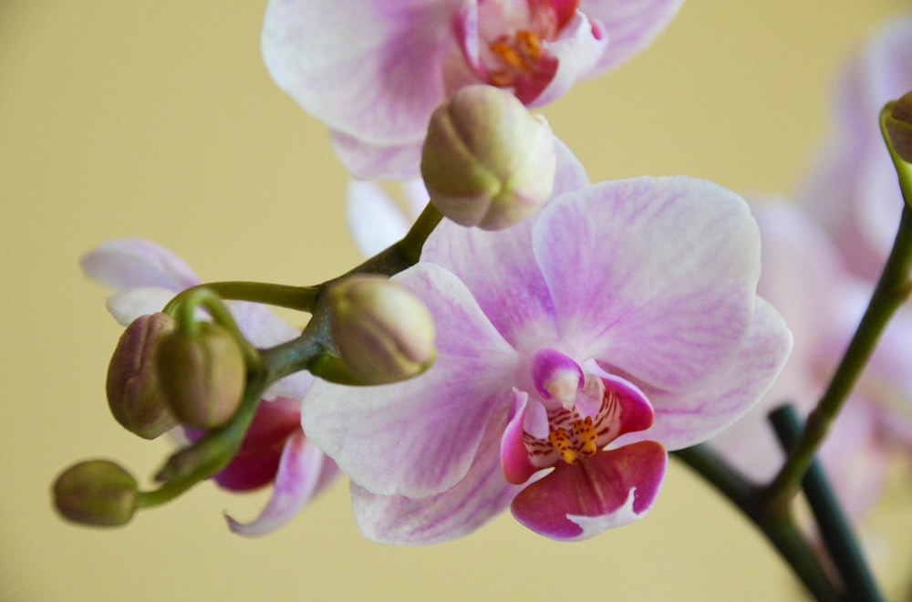 pink moth orchid in close up photography