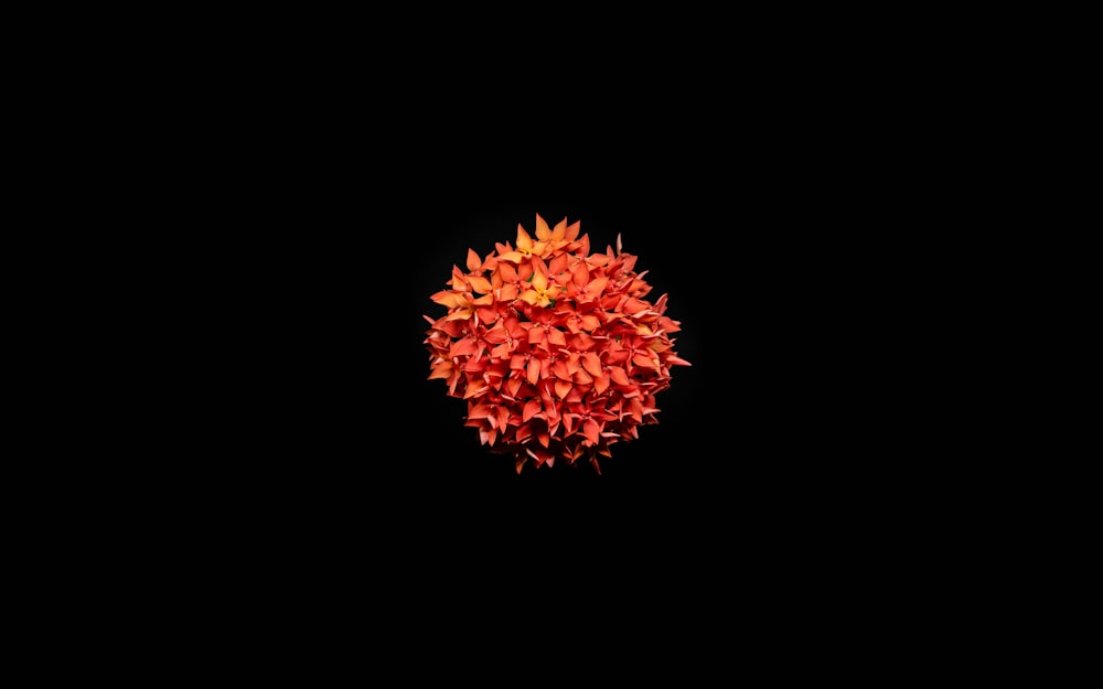 red and yellow flower in black background