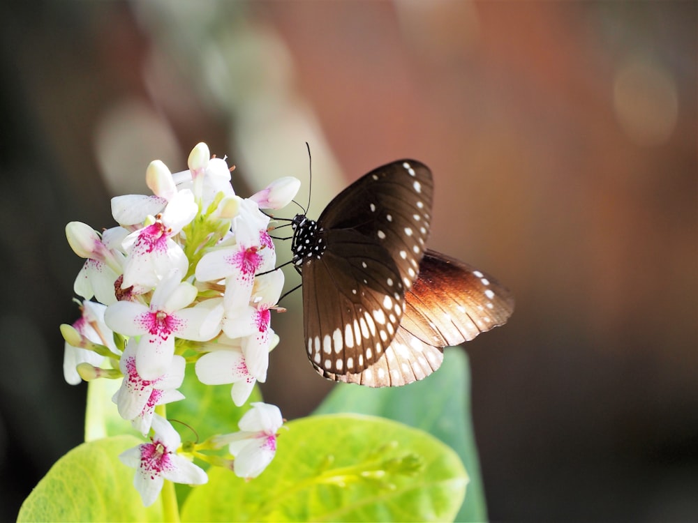 black and white butterfly on white and pink flower
