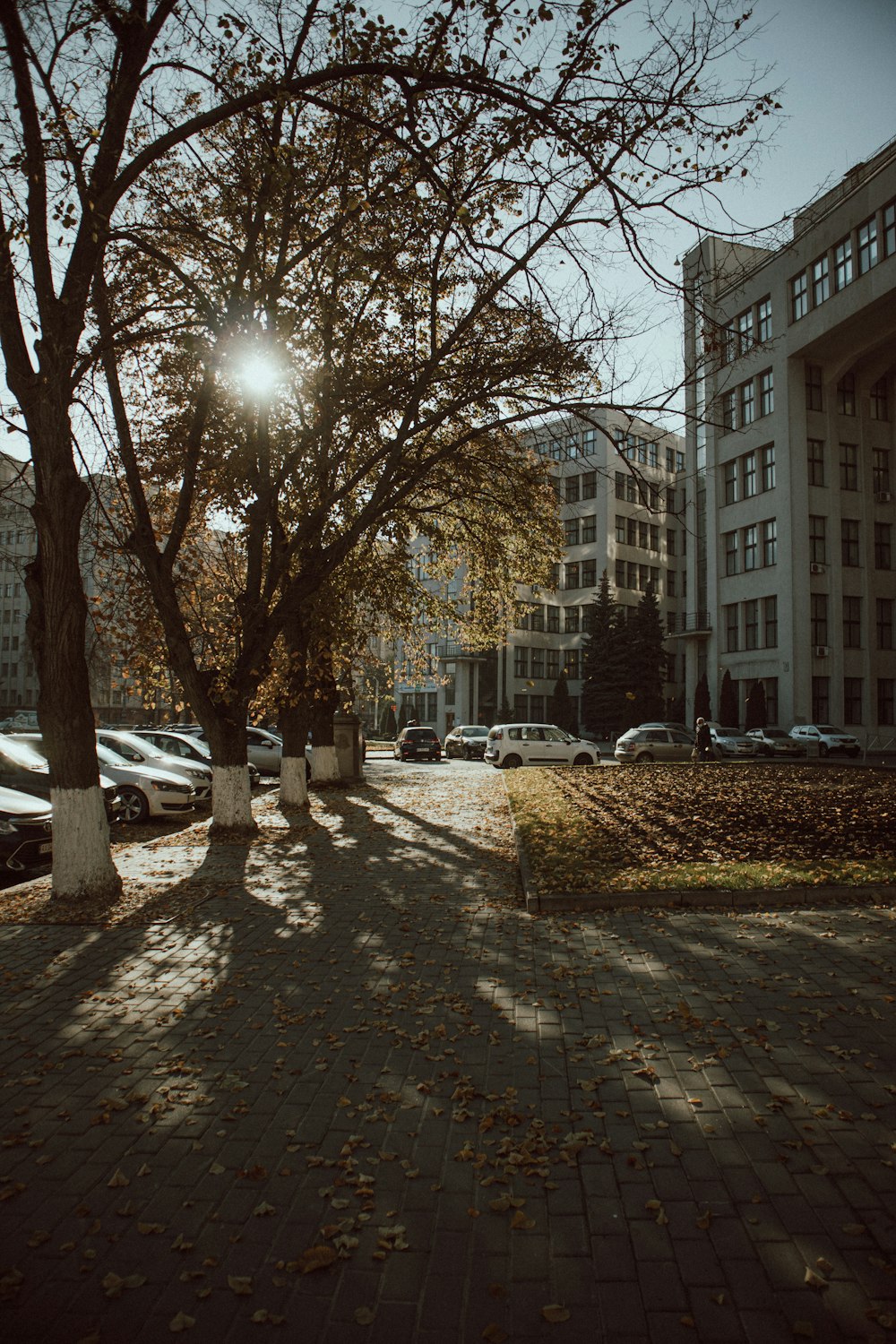 bare trees near white concrete building during daytime