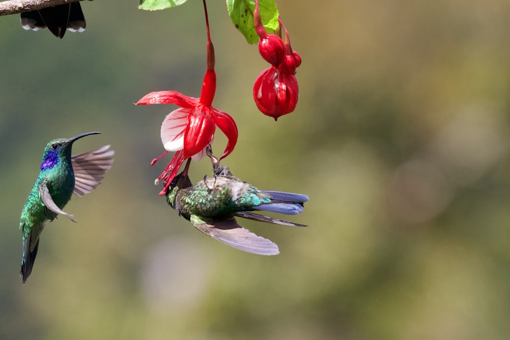 blue and red bird on red flower