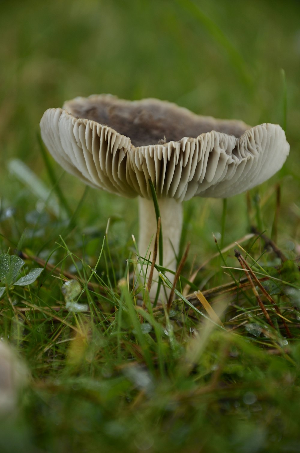 white mushroom on green grass