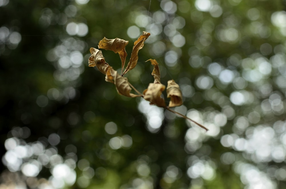 brown dried leaves in tilt shift lens