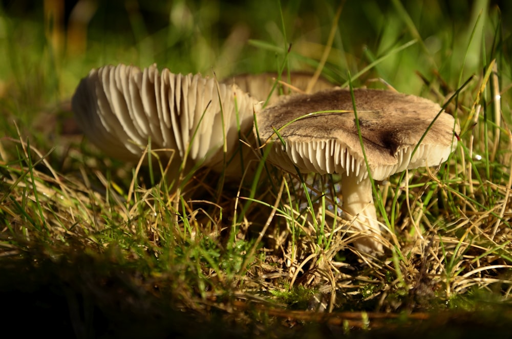 champignon brun et blanc dans l’herbe verte