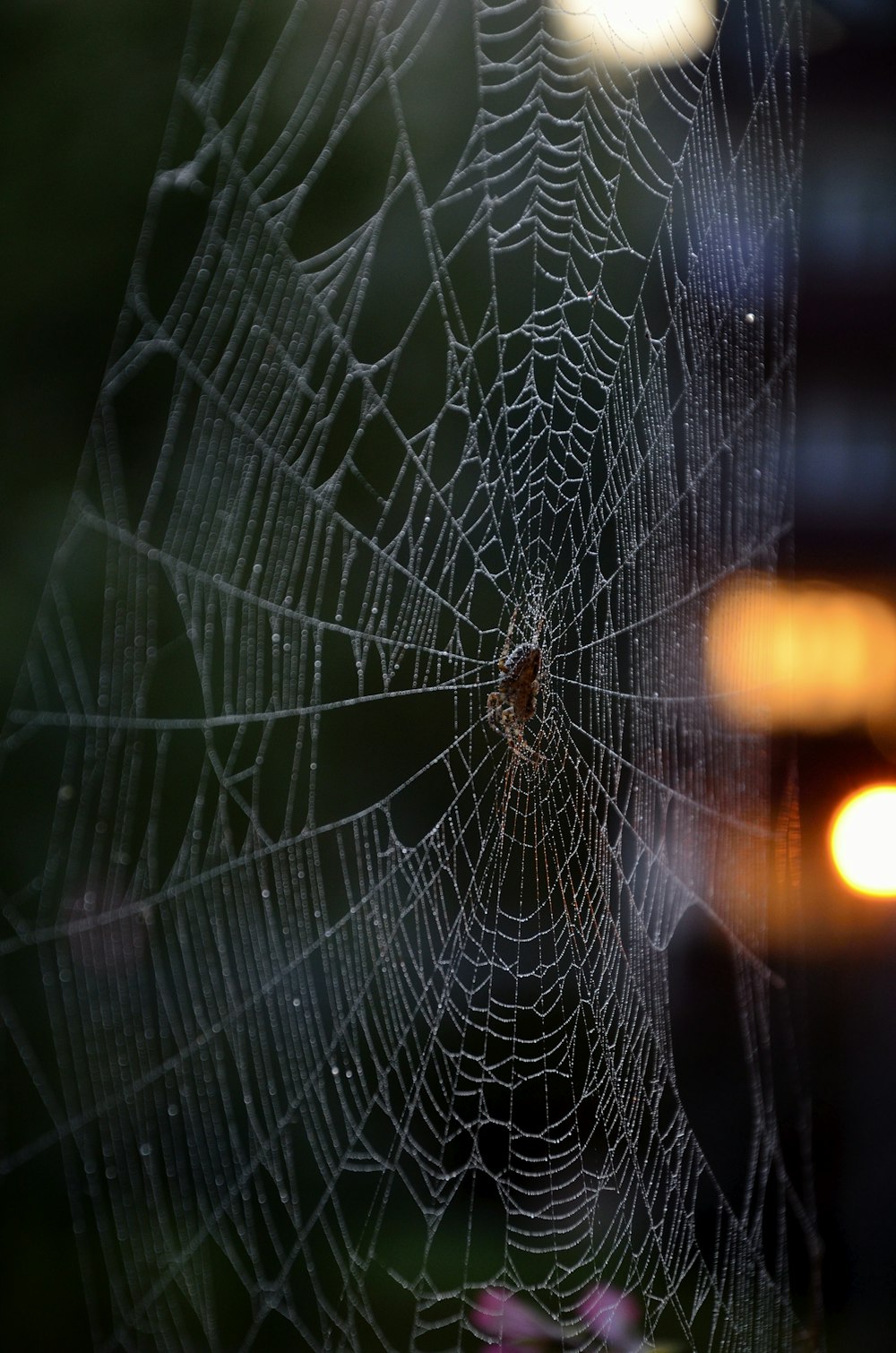 spider web in close up photography during daytime