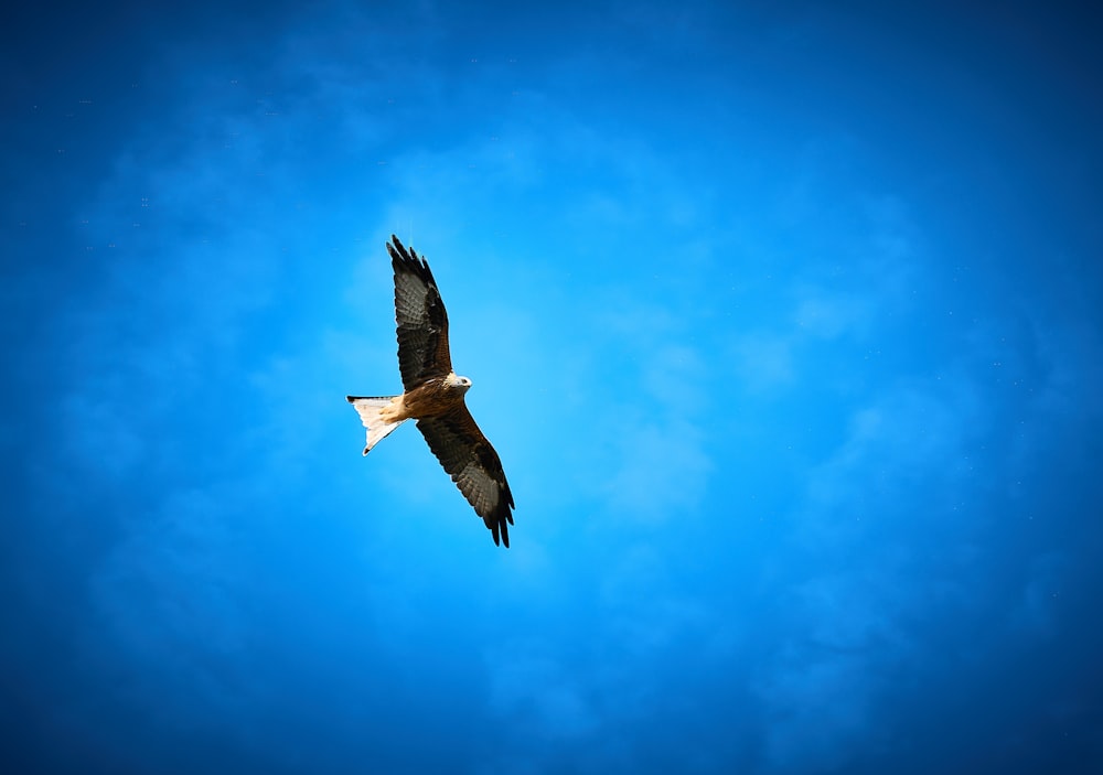 昼間、青空の下を飛ぶ茶色と白の鳥