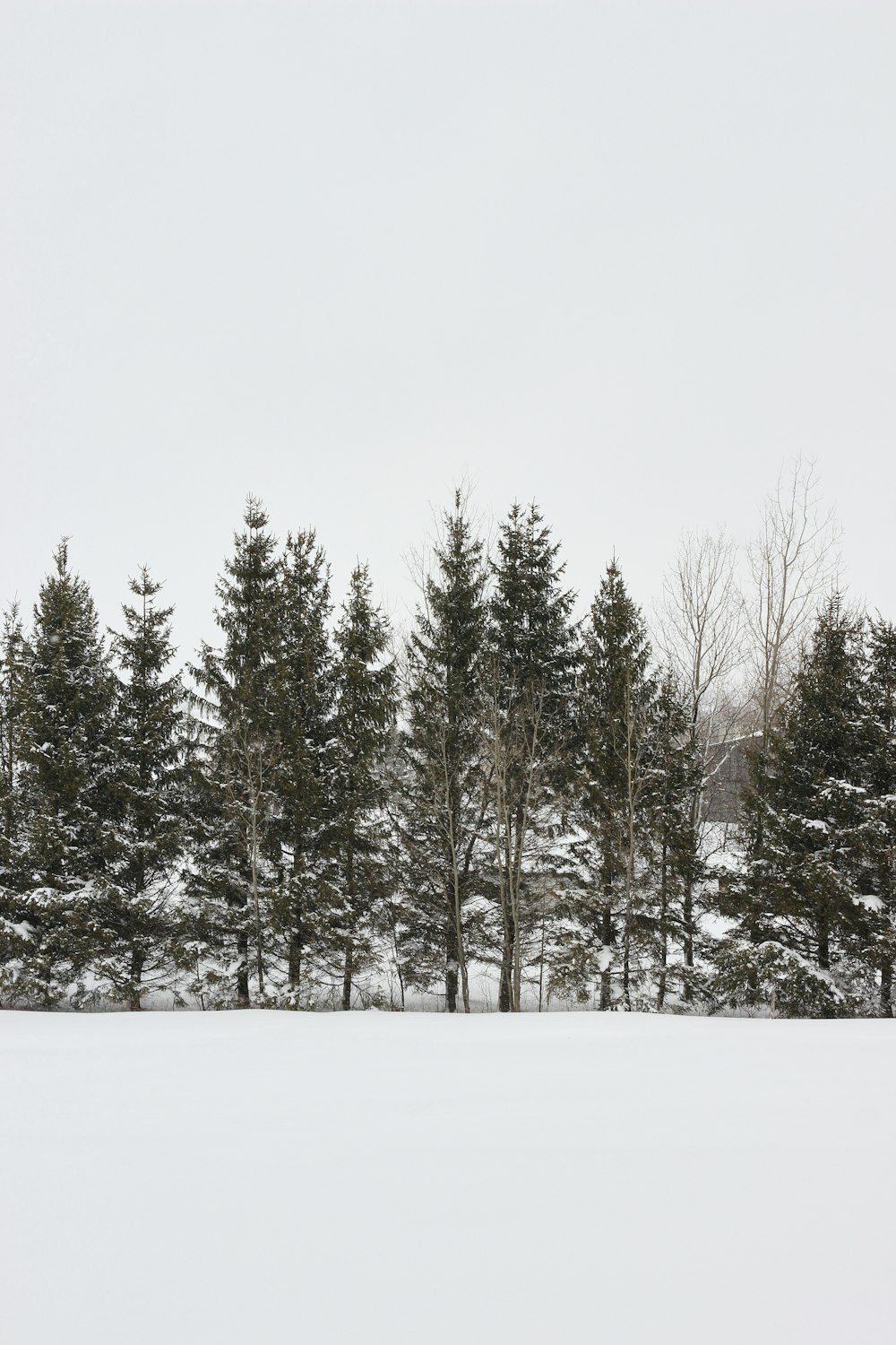 green pine trees covered with snow