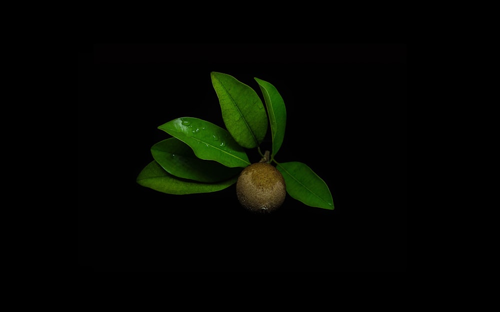 brown round fruit on green leaves