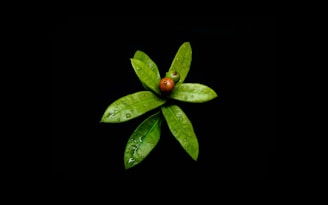 A cluster of green leaves, each with visible water droplets, and a small brown and green berry at the center, set against a stark black background.
