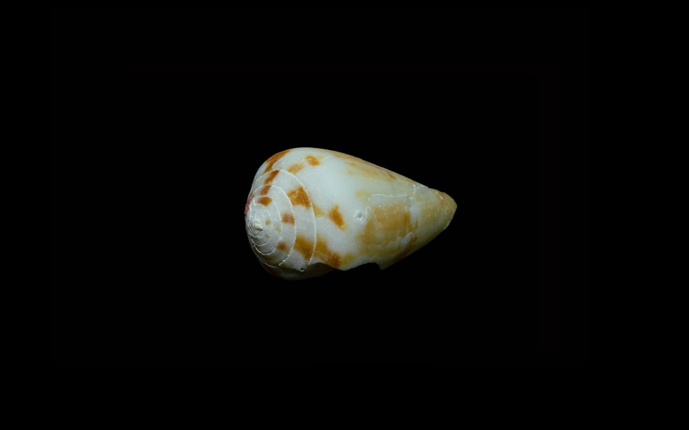 white and brown seashell on black background