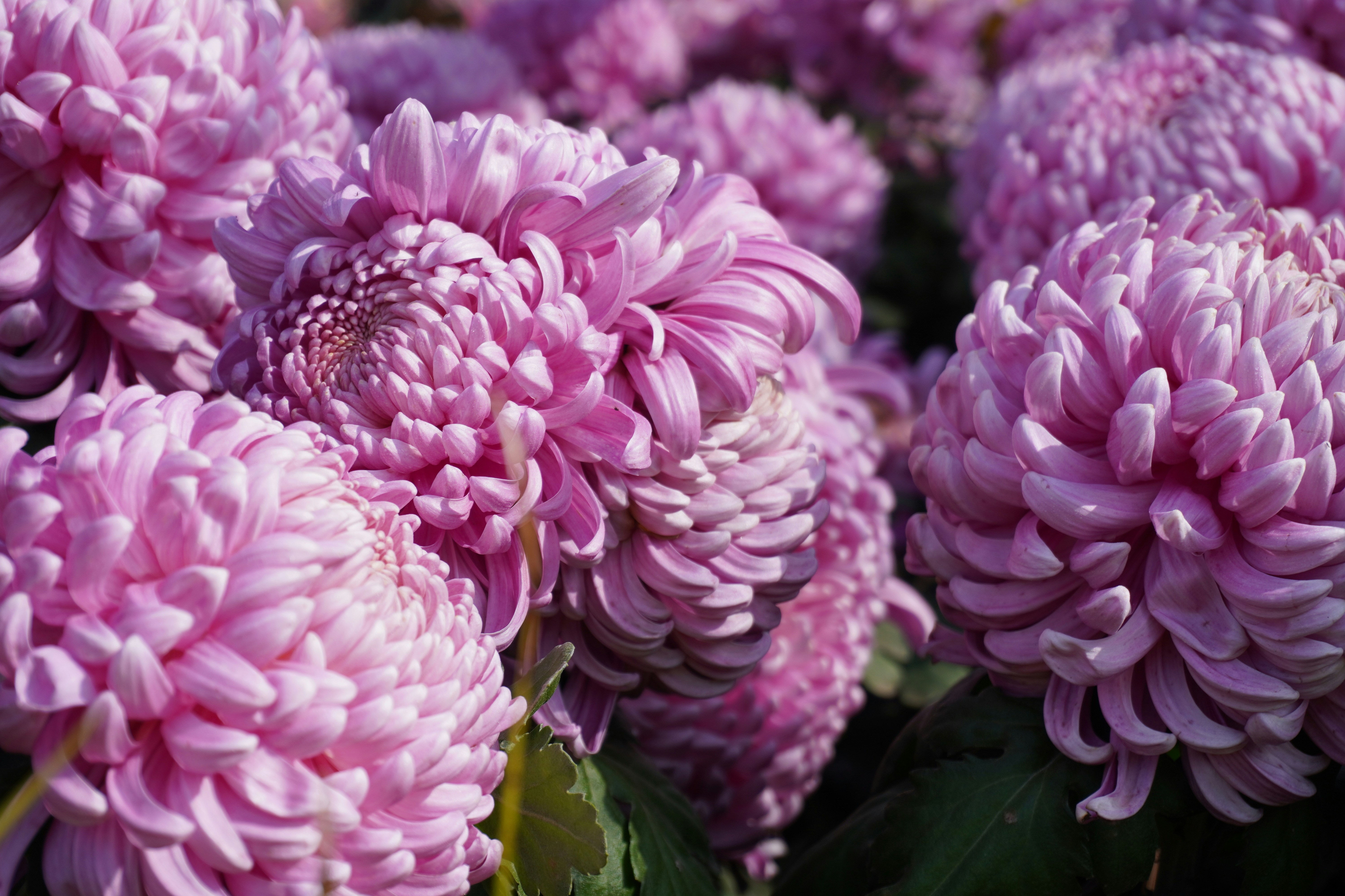 Photo by sakamotomari