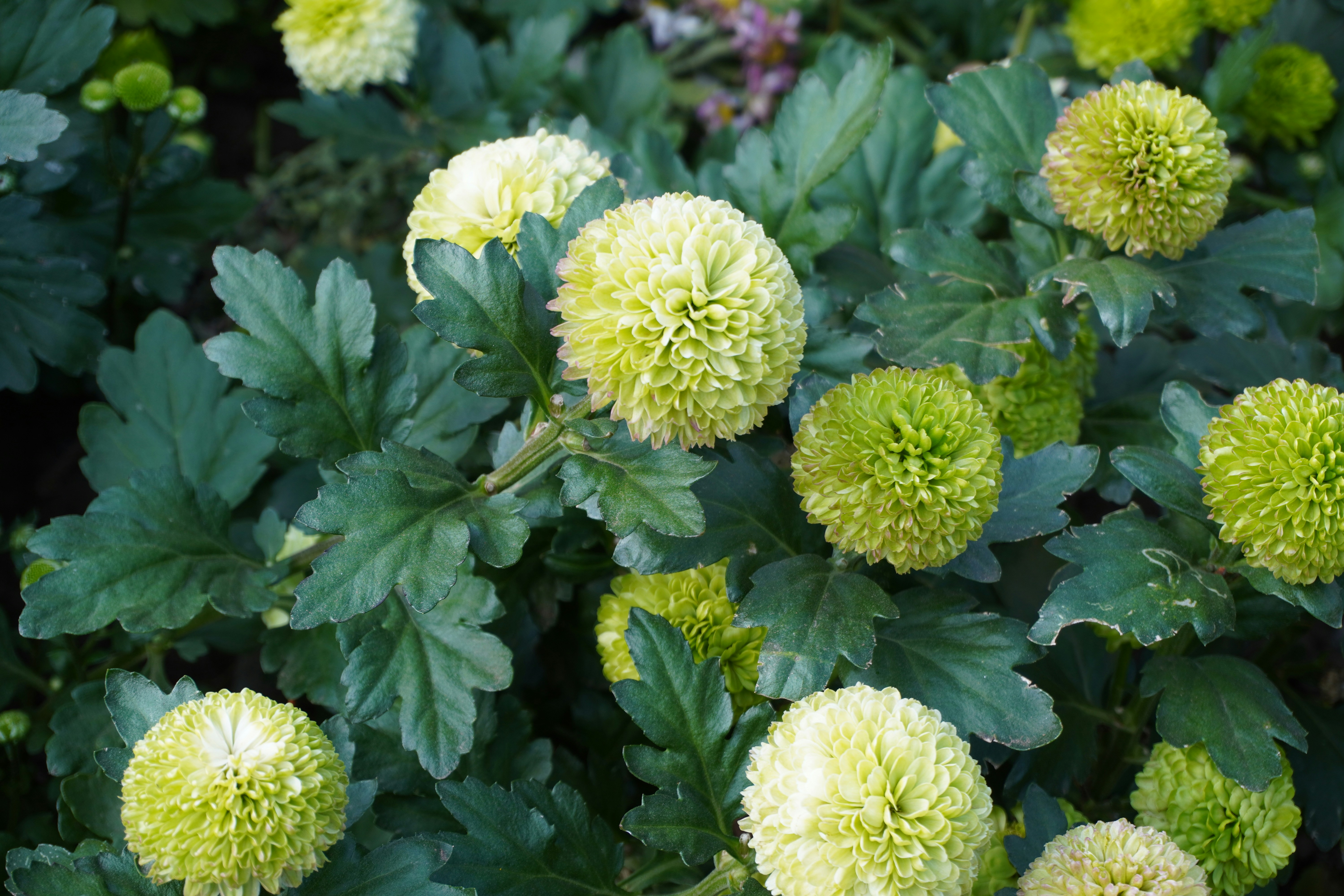 Photo by sakamotomari