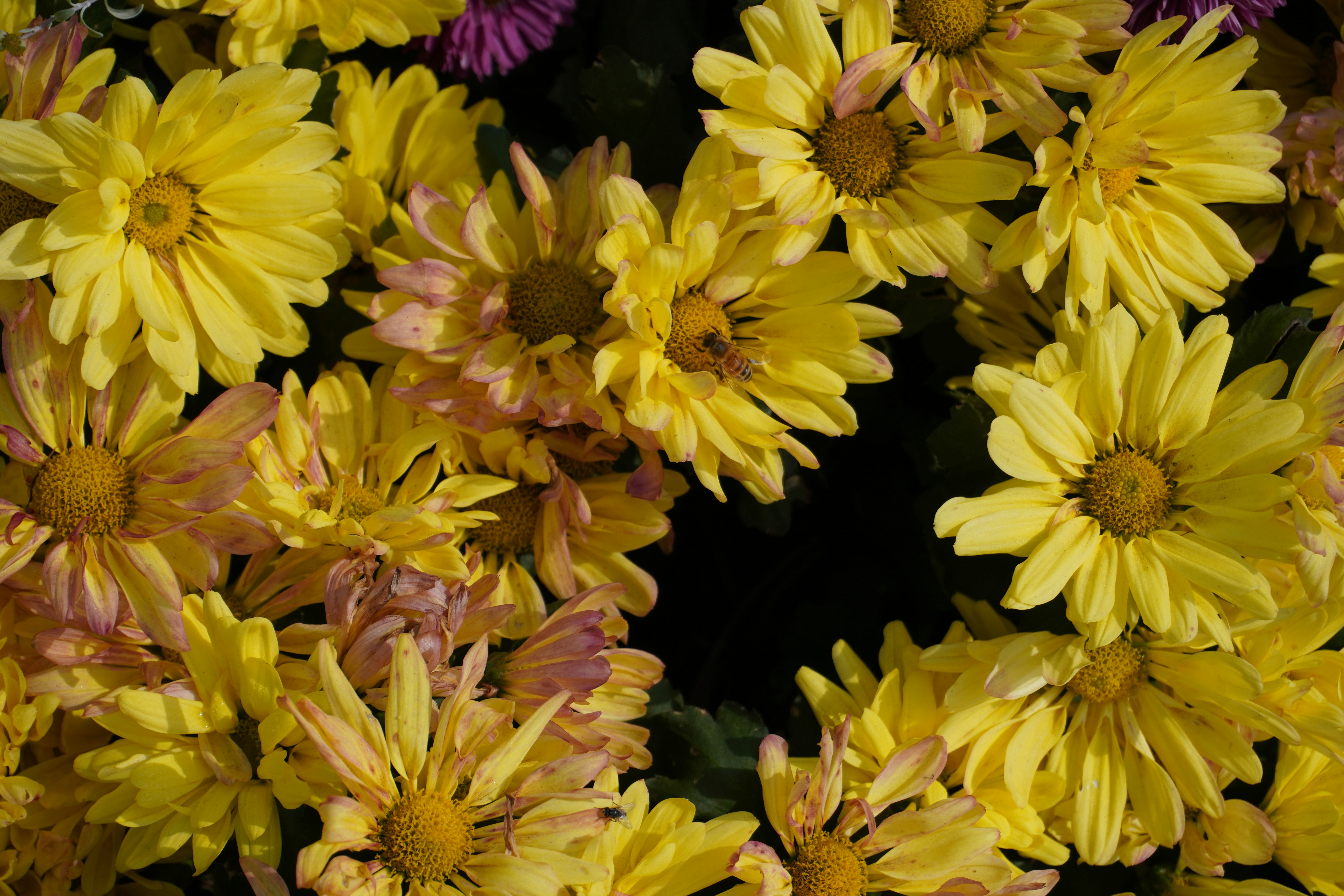 Photo by sakamotomari