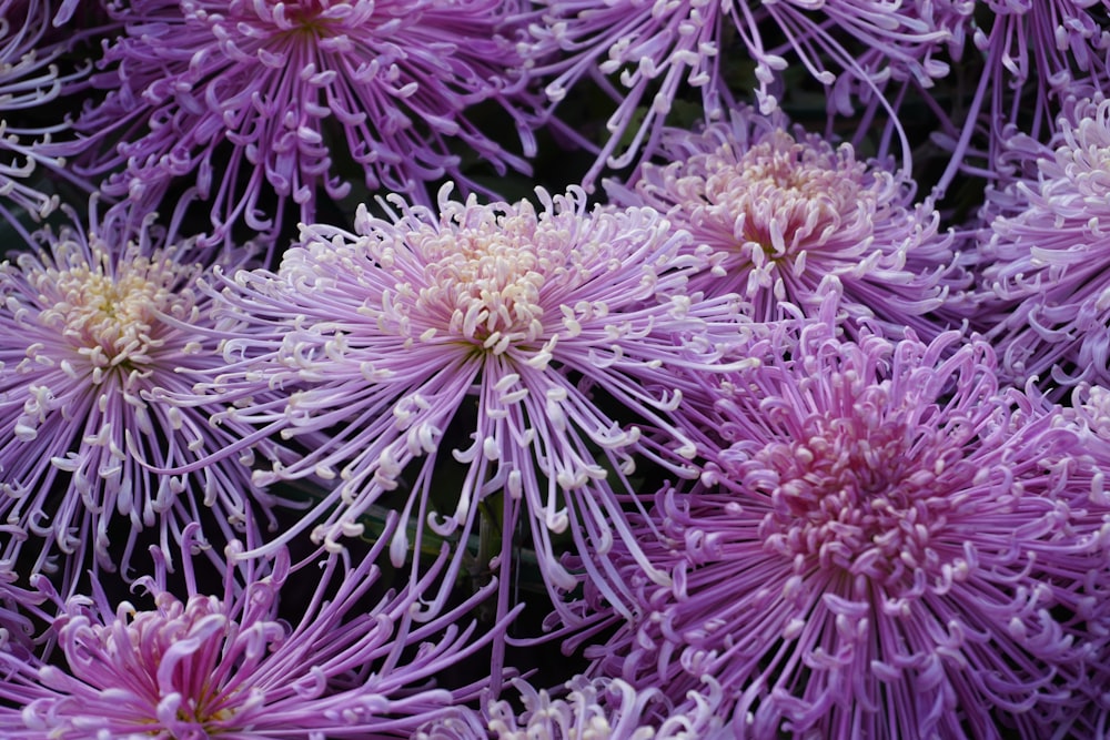 purple and white flower in close up photography