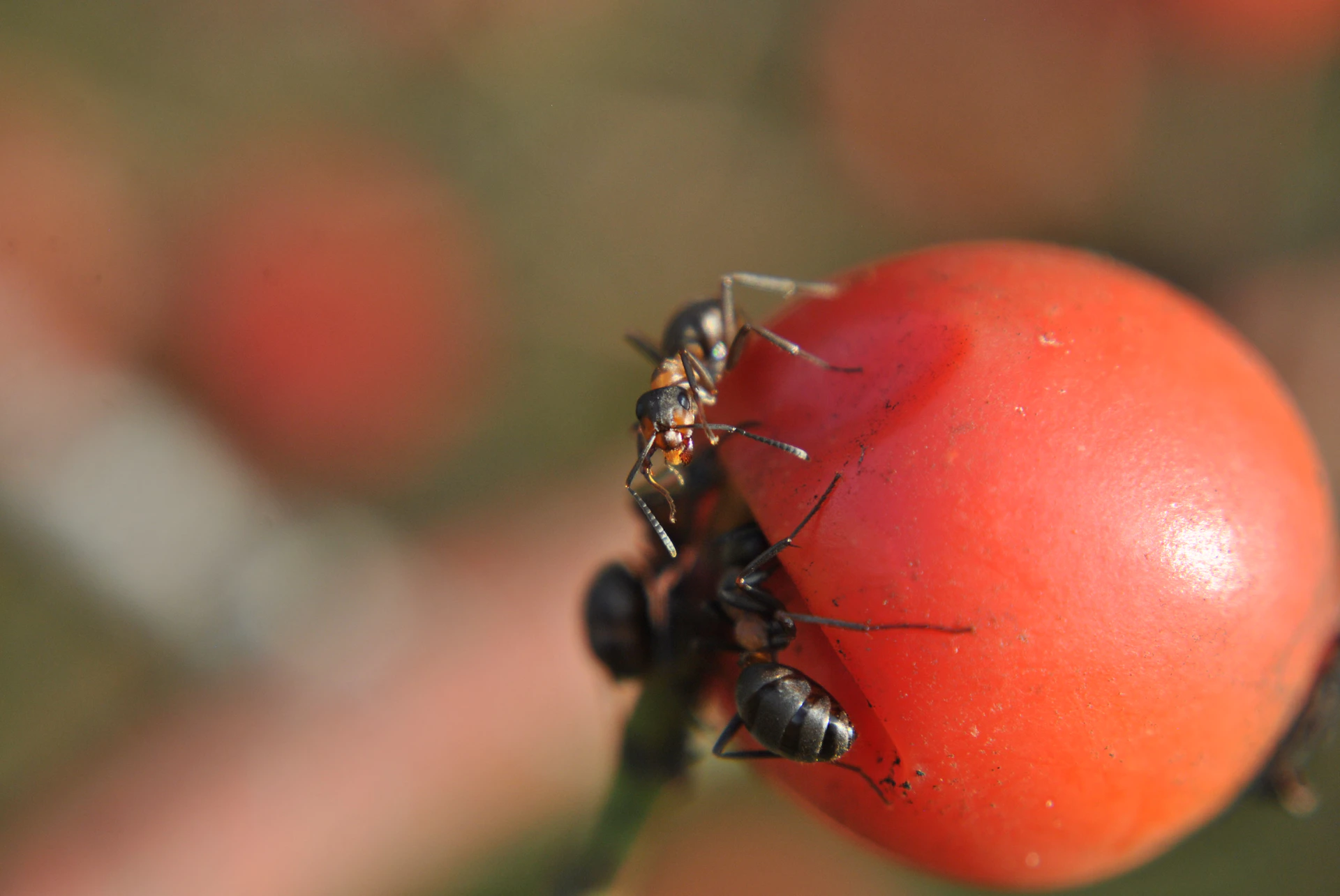 A colorful macro photo capturing an ant carrying a tiny bright red berry, highlighting nature's details.