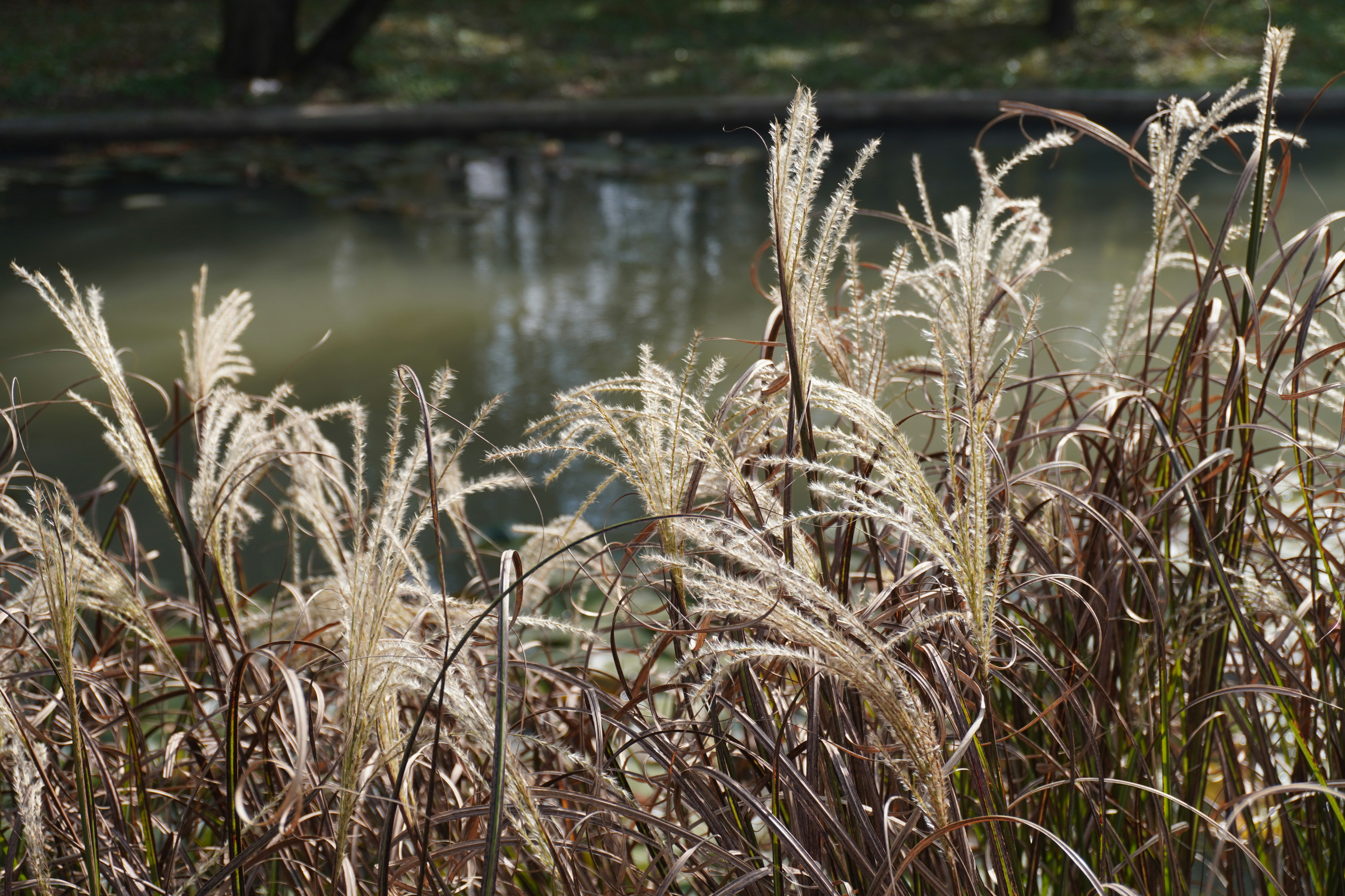 Photo by sakamotomari