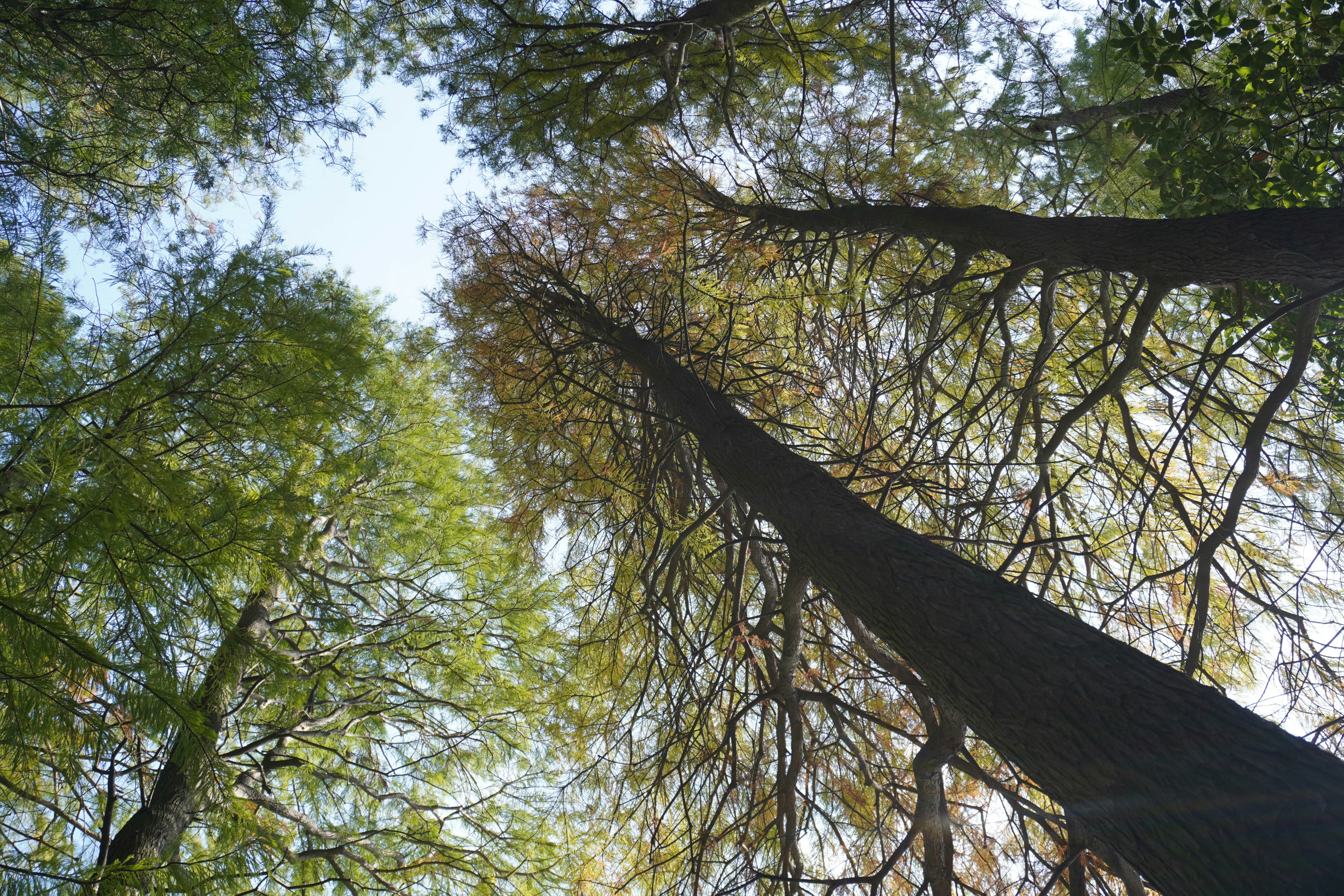 Hammock between trees, ilustrasi artikel Your Ultimate Guide to the Best Hammocks for Backyard Bliss & Backcountry Adventures 2