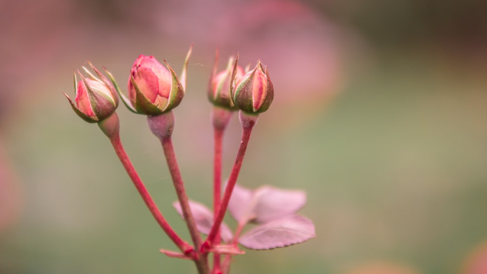 pink and yellow flower bud in close up photography